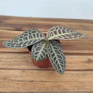 Labisia Rotundifolia Turtle Back