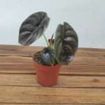 Alocasia Cuprea Red Secret