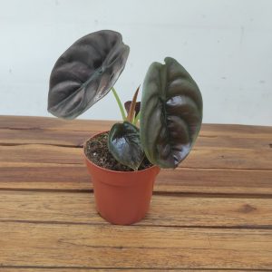 Alocasia Cuprea Red Secret