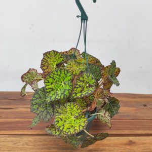 Begonia Lime Fever - Suspensão V.14