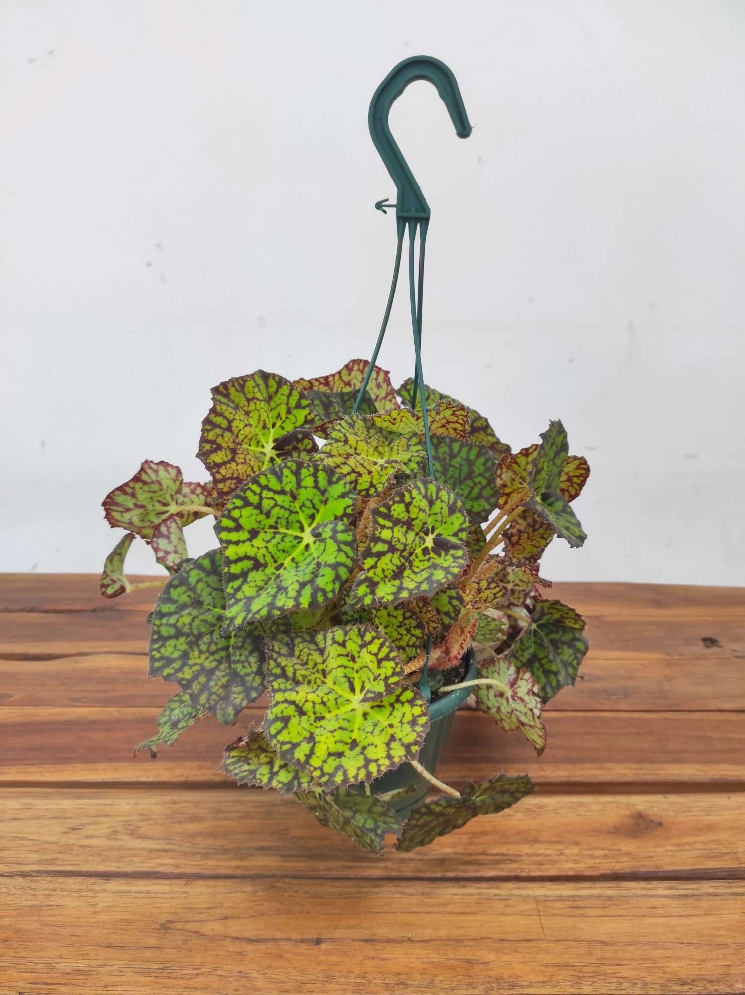 Begonia Lime Fever - Suspensão V.14