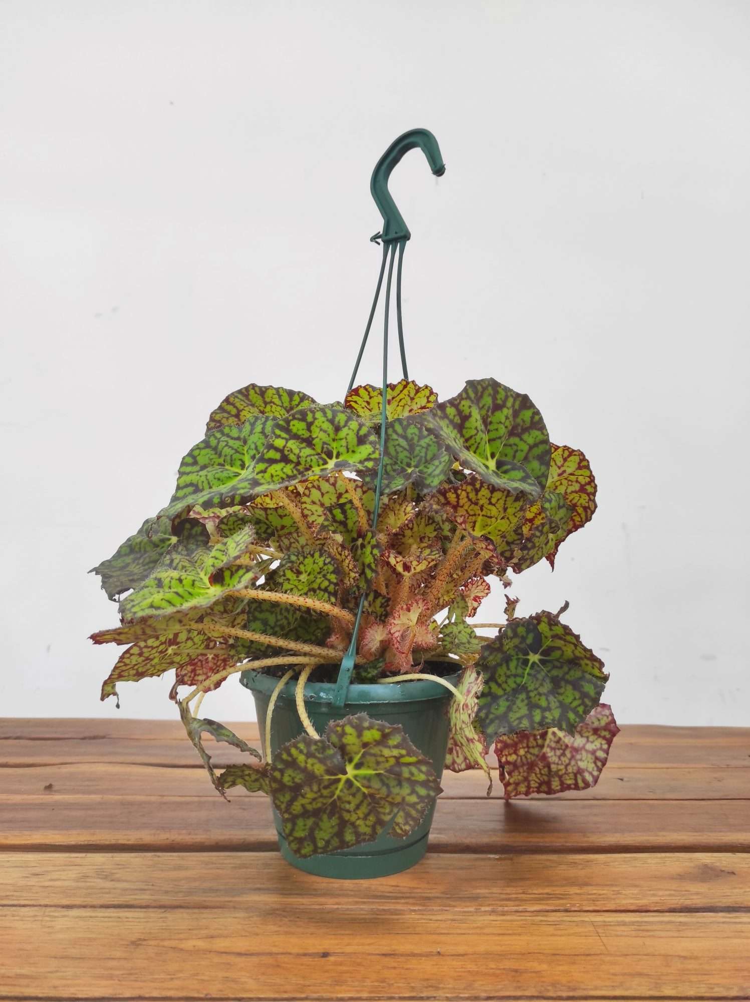 Begonia Lime Fever - Suspensão V.14 - Image 2