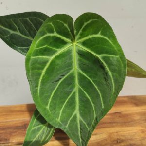 Anthurium 'Magnificum'