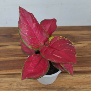Aglaonema 'Red Joy'