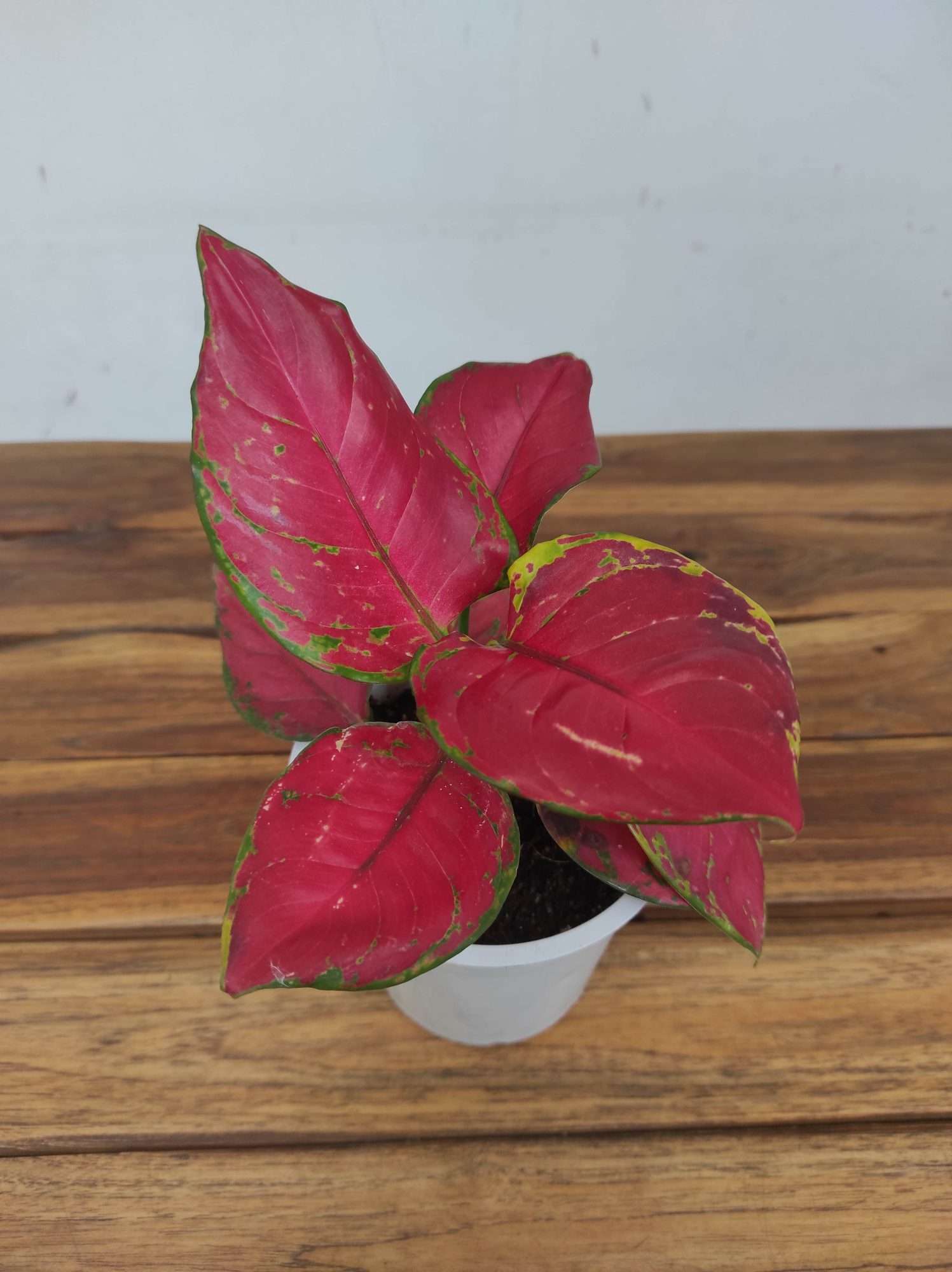 Aglaonema 'Red Joy'