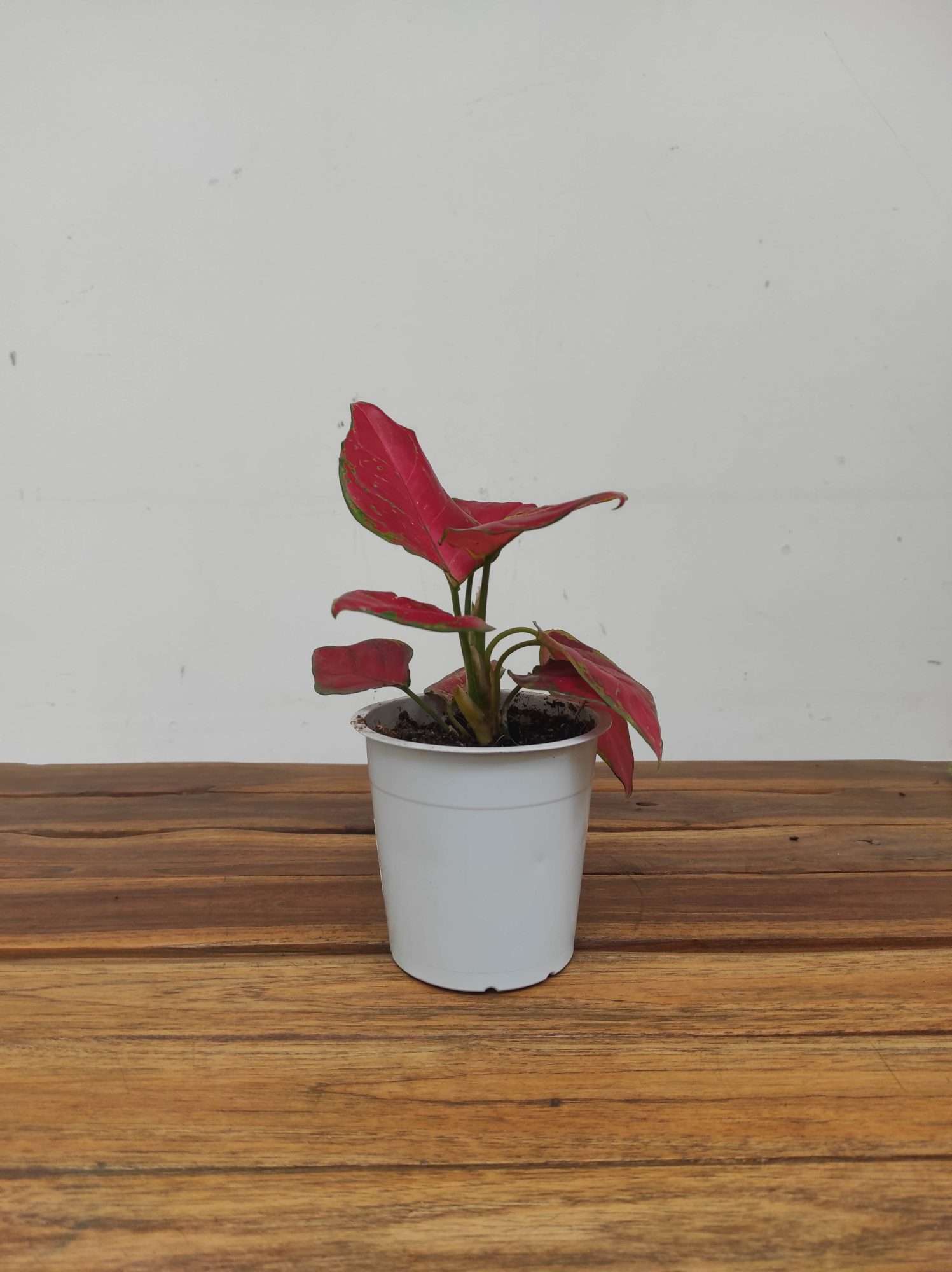 Aglaonema 'Red Joy' - Image 2