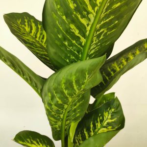 Dieffenbachia Seguine Tropic Snow - V.19
