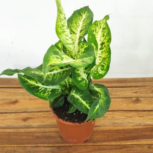 Dieffenbachia 'Mars' - V.17