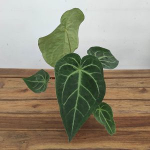 Anthurium 'Magnificum' - V.12