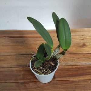 Cattleya Sem Flor - V.12