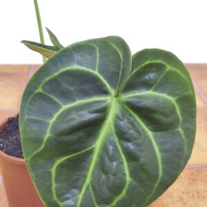 Anthurium Magnificum