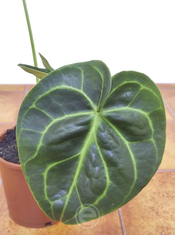 Anthurium Magnificum