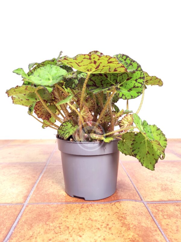 Begonia Beleaf 'Bright Eyes' - Image 2