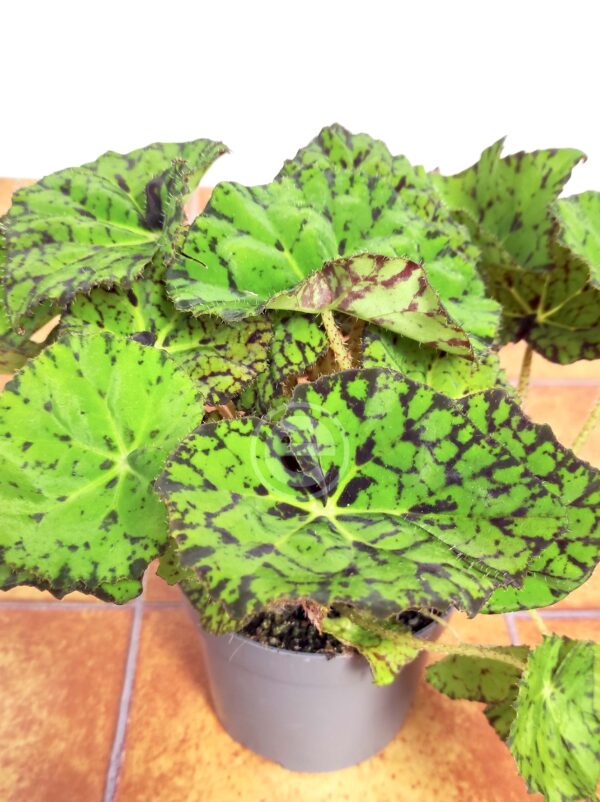Begonia Beleaf 'Bright Eyes'