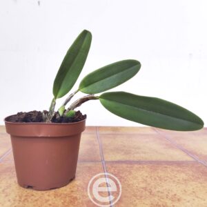 Cattleya Labiata Var. Coerulea - Sem flor