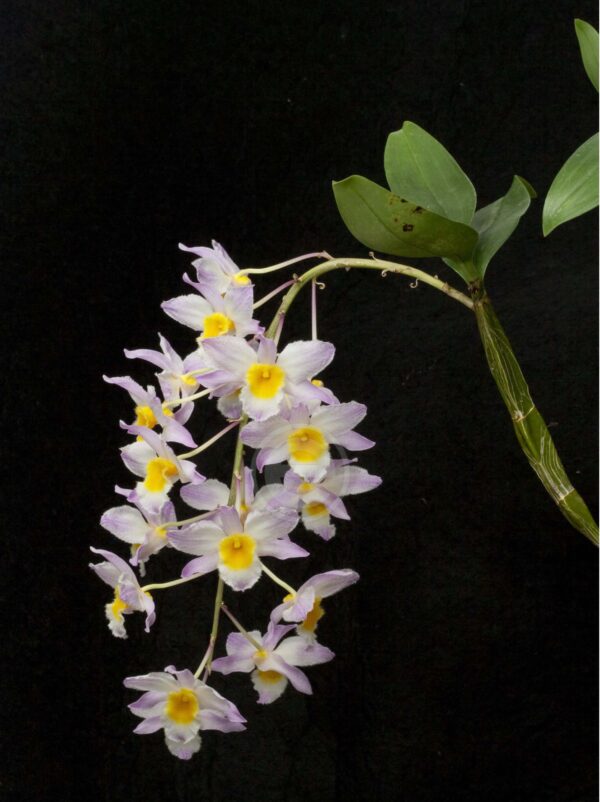 Dendrobium Farmeri  - Sem Flor