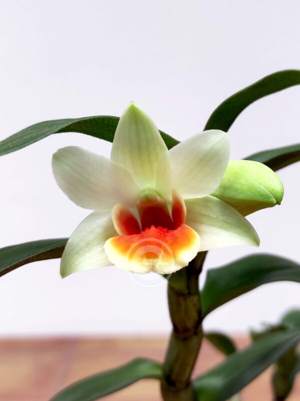 Dendrobium Jiaho Candy V.9