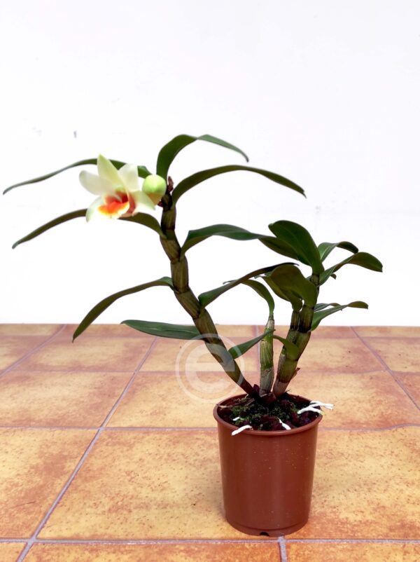 Dendrobium Jiaho Candy V.9 - Image 2