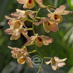 Dendrobium Moschatum - Sem Flor