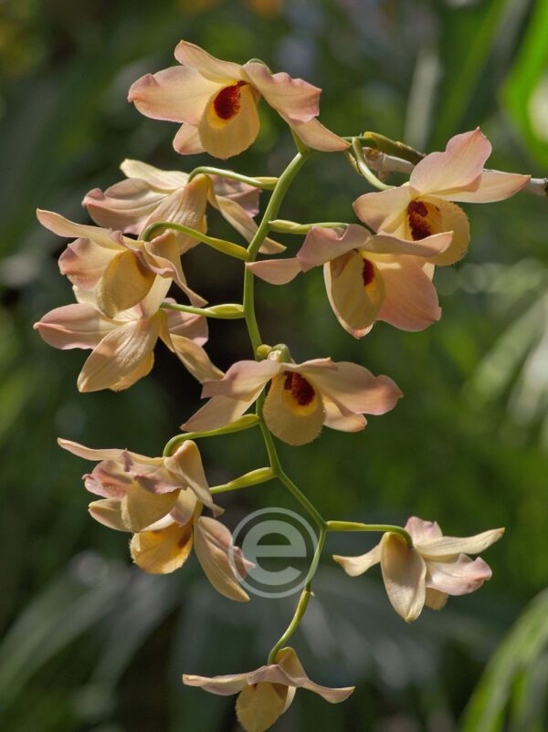 Dendrobium Moschatum - Sem Flor