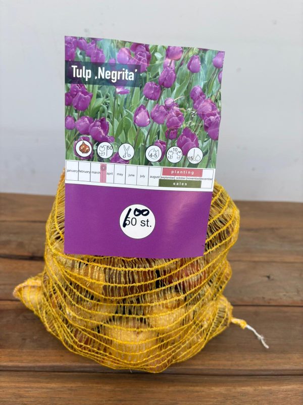 Bolbos Tulipa ‘Negrita’ – 100 unid. – Europlantas