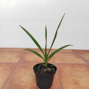 Dimorphorchis Rossii
