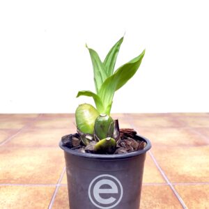 Lycaste Macrobulbon x Deppei - Sem Flor