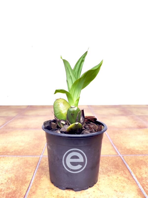 Lycaste Macrobulbon x Deppei - Sem Flor