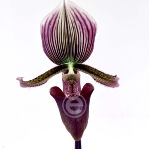 Paphiopedilum Superbiens  V.9