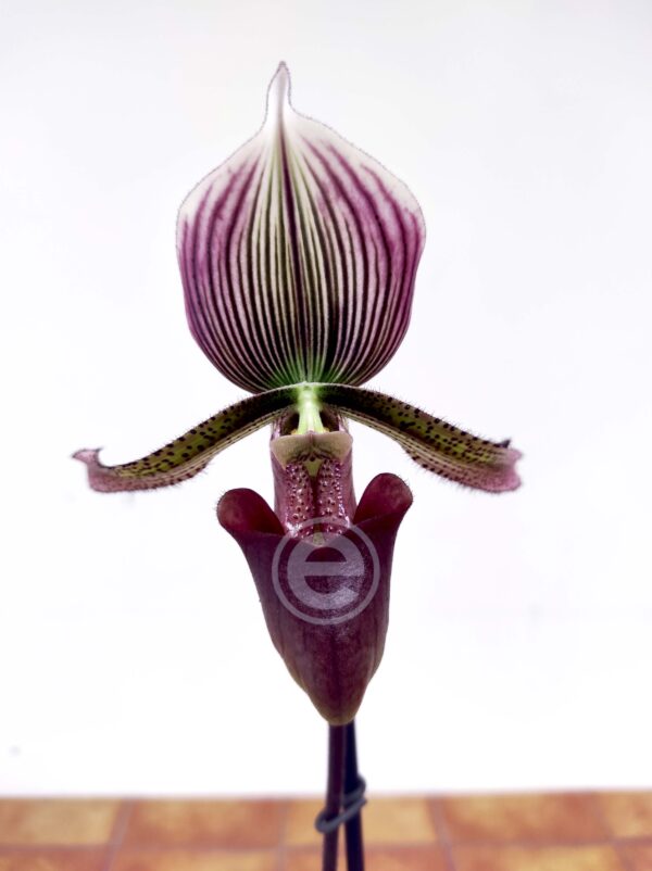 Paphiopedilum Superbiens  V.9