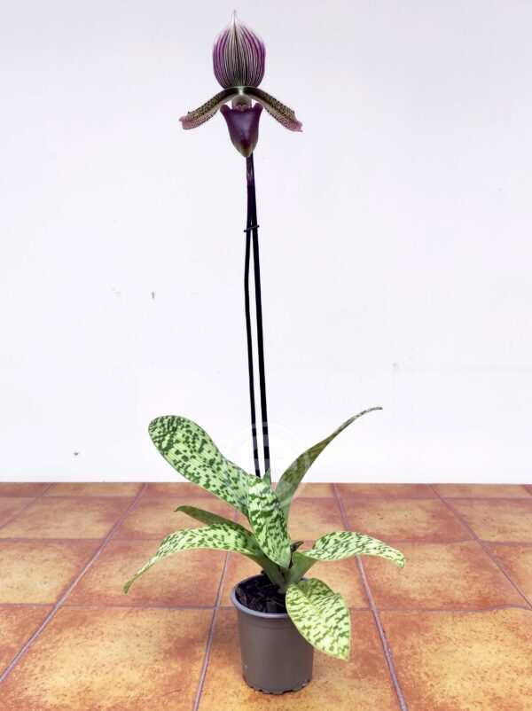 Paphiopedilum Superbiens  V.9 - Image 2