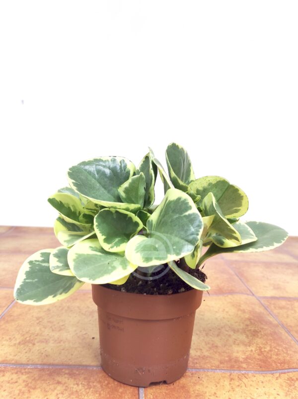 Peperomia Obt. Variegata - Image 2