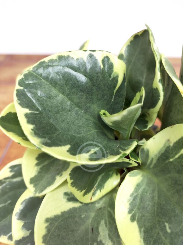 Peperomia Obt. Variegata