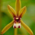 Cymbidium Finlaysonianum - Sem Flor