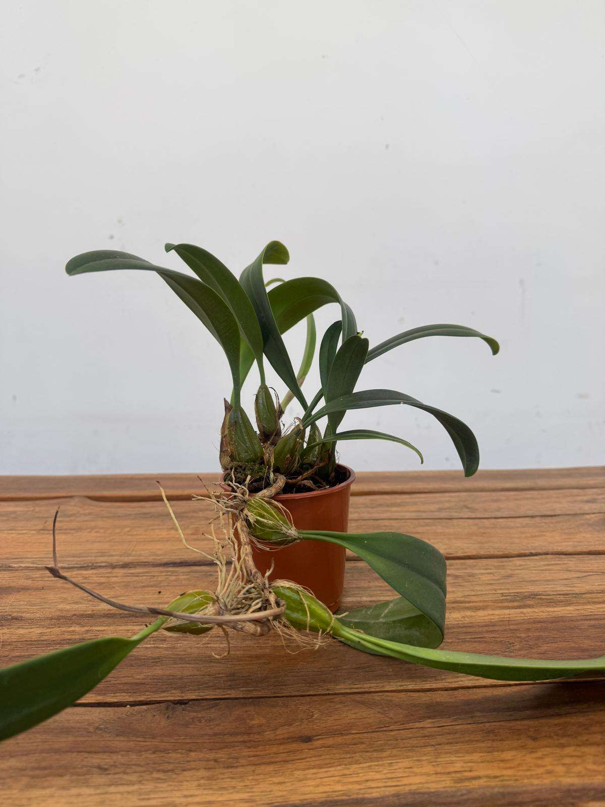 Bulbophyllum - V.9 - Image 2
