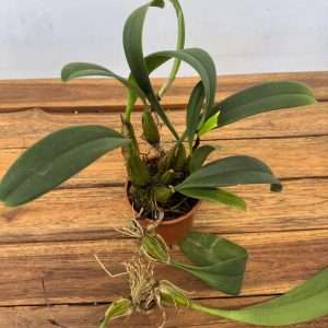 Bulbophyllum - V.9