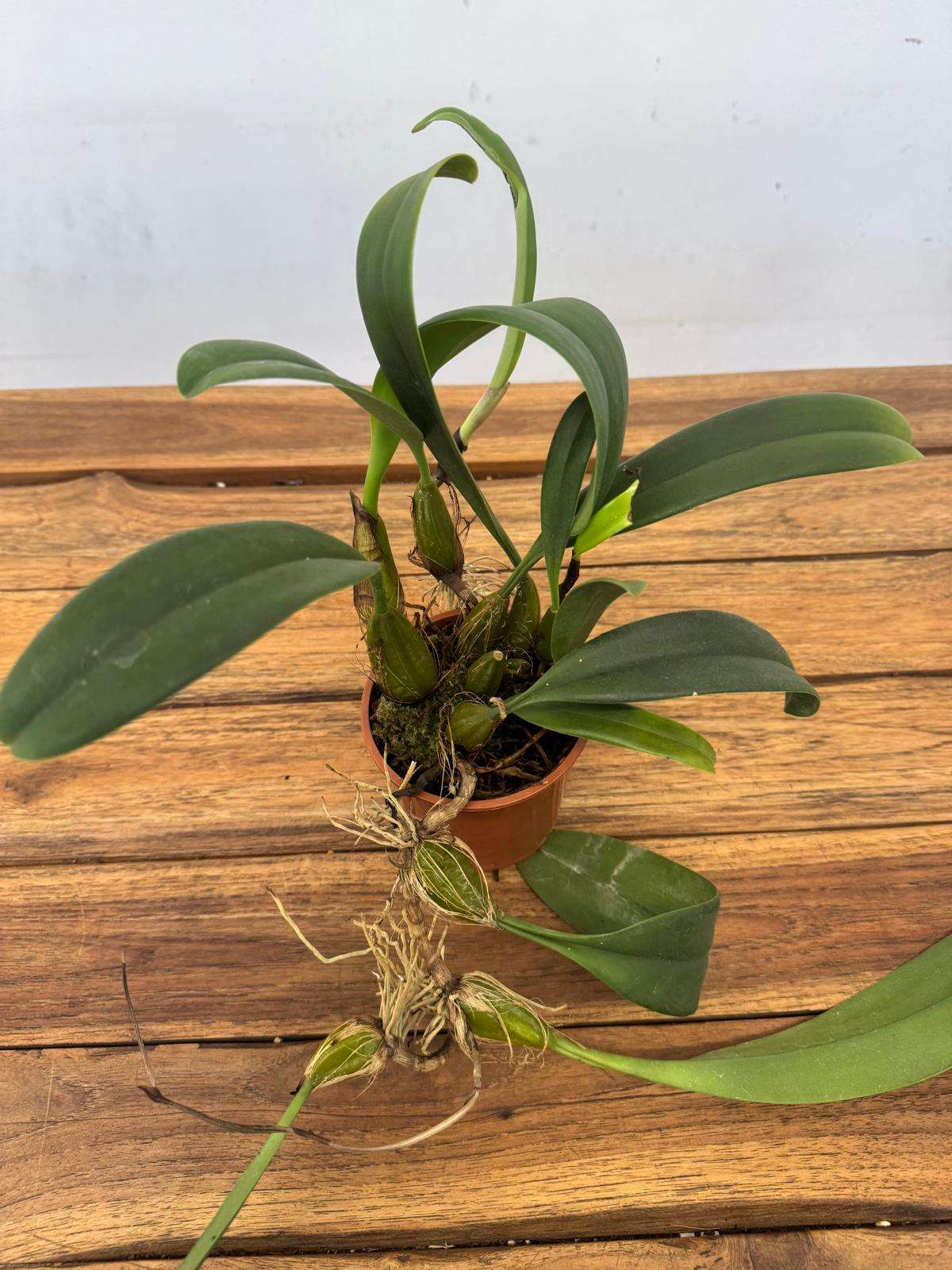 Bulbophyllum - V.9