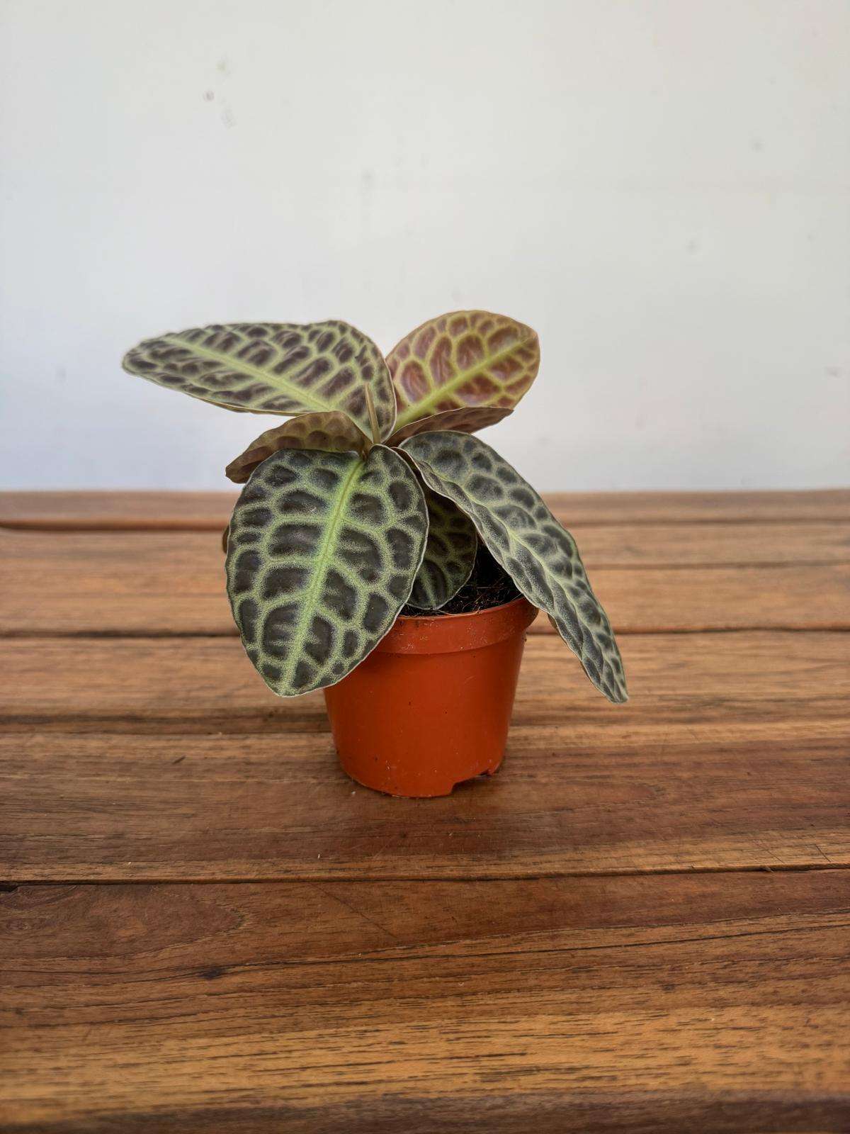 Labisia Obtusifolia Turtle Black - V.8 - Image 2