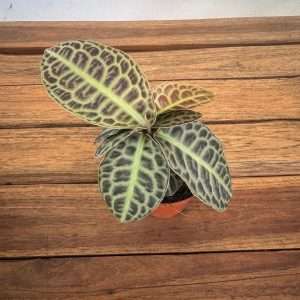 Labisia Obtusifolia Turtle Black - V.8