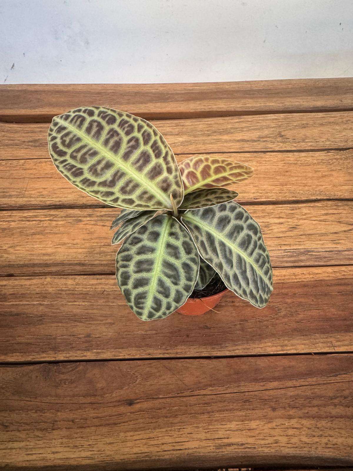 Labisia Obtusifolia Turtle Black - V.8