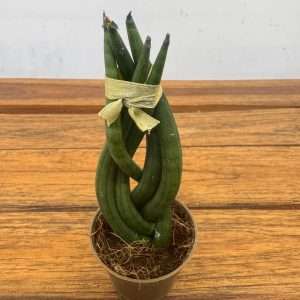 Sansevieria Cylindrica 'Trançada' - V.6