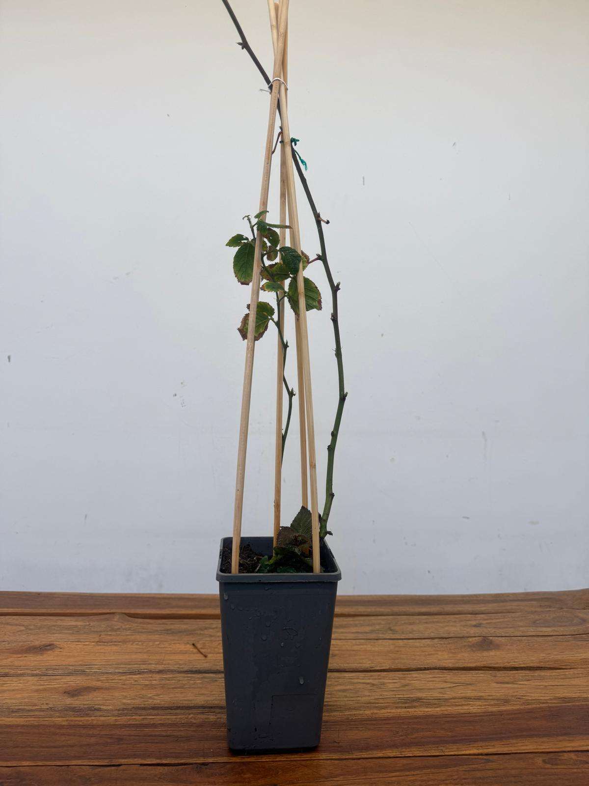 Rubus Idaeus - Framboesa Preta - Image 2