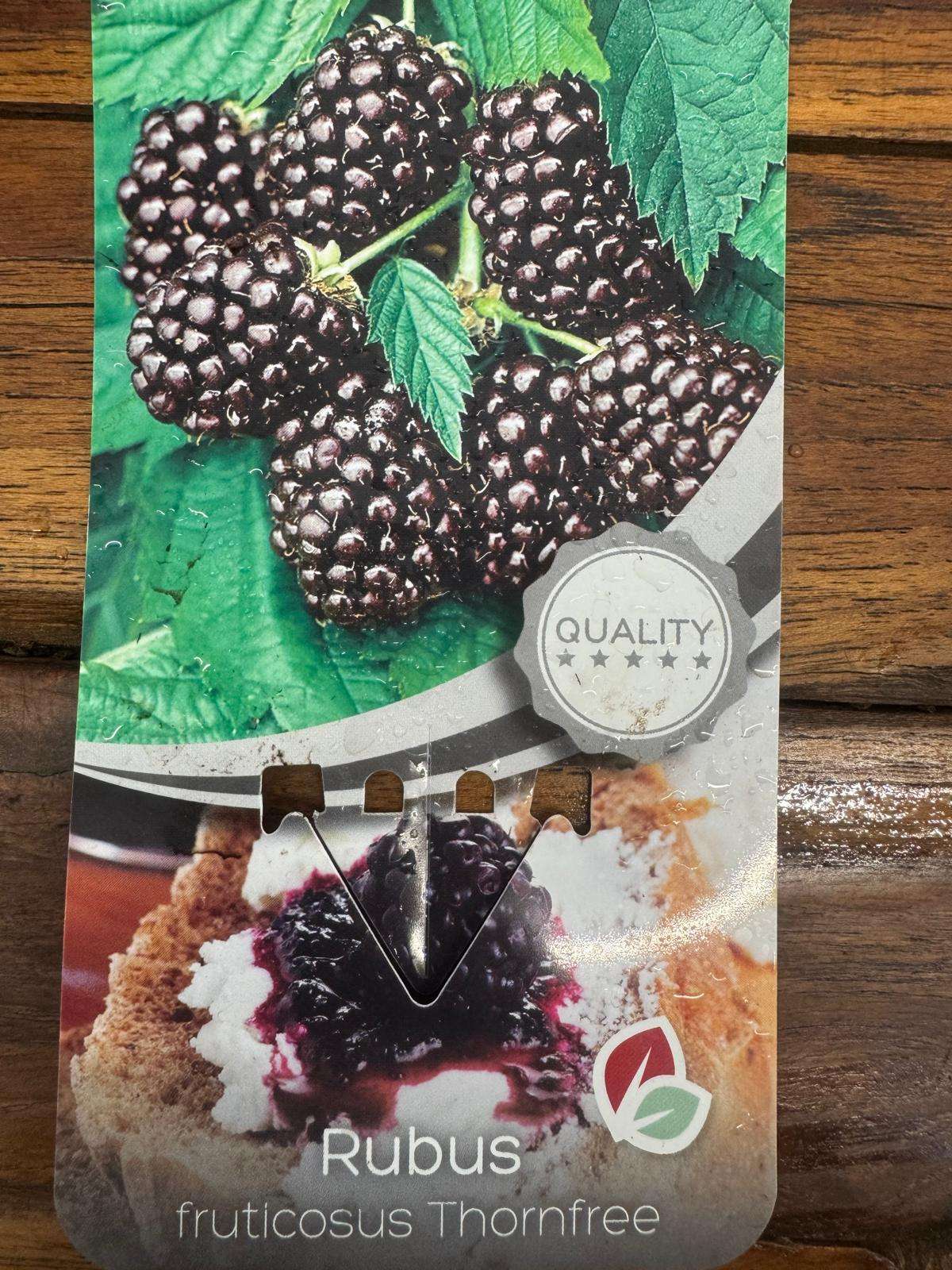 Rubus Idaeus - Framboesa Preta