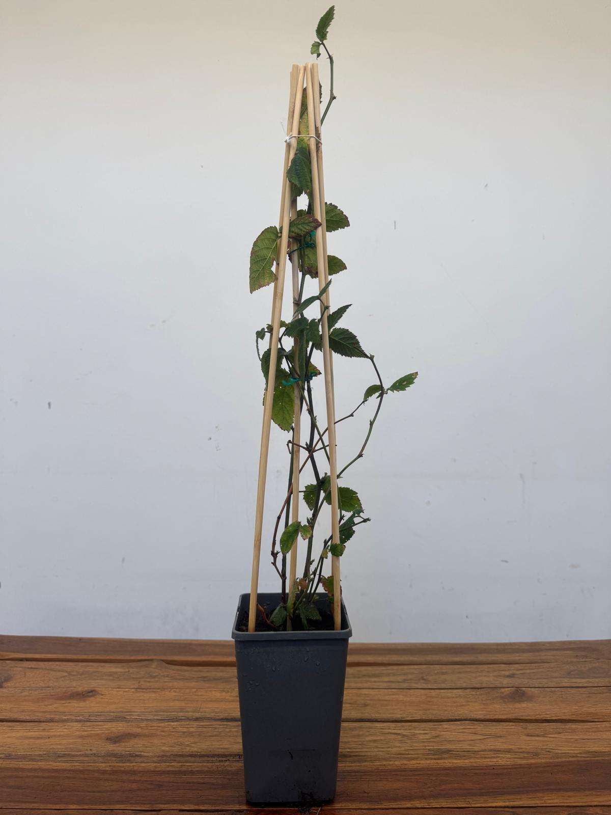 Rubus Idaeus - Framboesa Vermelha - Image 2