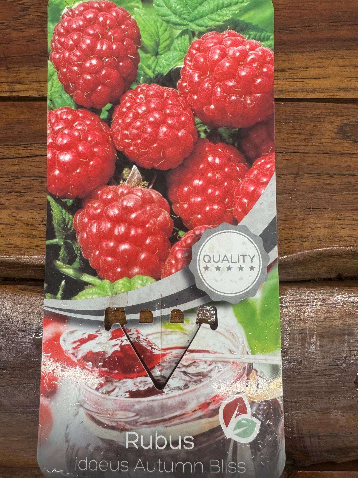 Rubus Idaeus - Framboesa Vermelha