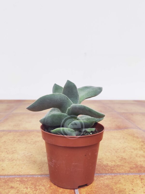 Crassula 'Boomerang' - Image 2