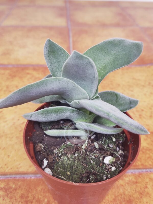 Crassula 'Boomerang'