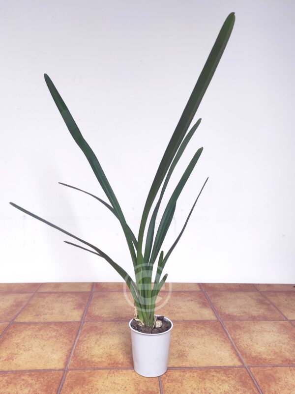 Cymbidium Finlaysonianum - Sem Flor - Image 2