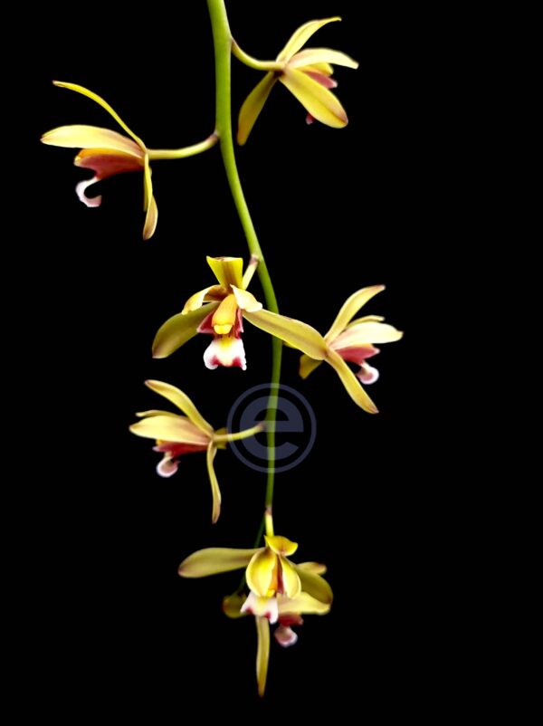 Cymbidium Finlaysonianum - Sem Flor