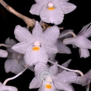 Dendrobium Mutabile - Sem Flor